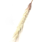 Haste De Capim Do Pampas Envelhecido Artificial