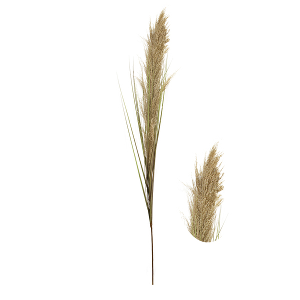 Haste De Capim Dos Pampas Preservado Artificial 1 5m