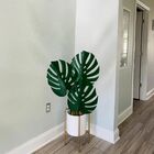 Haste De Costela De Adão Artificial 5 Unidades - Toque Realis