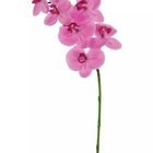 Haste Flor Orquidea Phalaenopsis Real Toque C/coat X7 Rosa 63