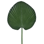 Haste Folha Palmeira Lequeu Pu em tubo moldável.