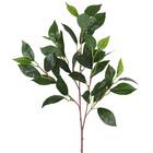 Haste Folhas Louro Médio 62x28 Verde Grillo