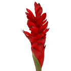 Haste Ginger 82cm Vermelho