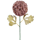 Hastes Allium Pequeno Marrom Grillo