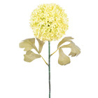 Hastes Allium Pequeno Bege Grillo