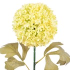 Hastes Allium Pequeno Bege Grillo