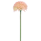 Hastes Crisantemo Médio Rosa Grillo