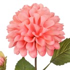 Hastes Dalia Médio Rosa Grillo