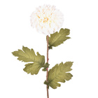 Hastes Dalia Médio Bege Grillo