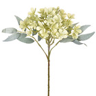 Hastes Flor Pequeno Verde Grillo