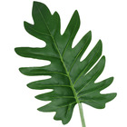 Hastes Folha Filodendro Grande Verde Grillo