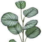 Hastes Folhas Coleus Grande Verde Grillo