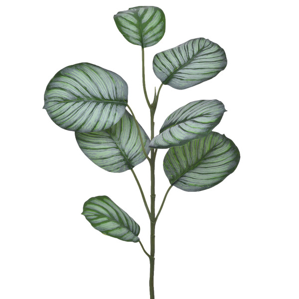 Hastes Folhas Coleus Grande Verde Grillo