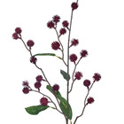 Hastes Mamona Grande Vermelho Grillo