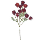 Hastes Mamona Pequeno Vermelho Grillo