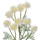 Hastes Mamona Pequeno Bege Grillo