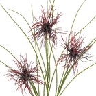 Hastes Ouriço Médio Marrom Grillo