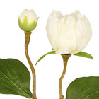 Hastes Peonia Pequeno Bege Grillo