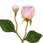 Hastes Peonia Pequeno Roxo Grillo