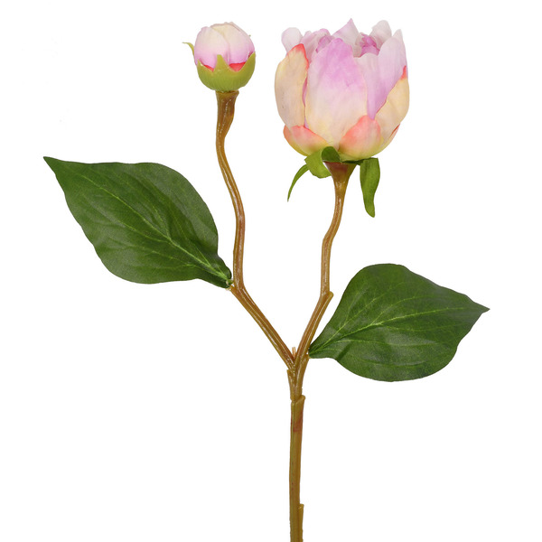 Hastes Peonia Pequeno Roxo Grillo