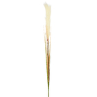 Hastes Rabo de Lebre Grande Rosa Grillo
