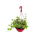 Hedera Variada Cuia 21