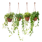 Hedera Variada Cuia 21