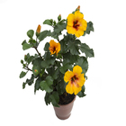 Hibisqs Petit Pote 13 Laranja