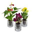 Hidrocultura Pote 05