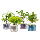 HIDROCULTURA VARIADO P13 PLANTA ORNAMENTAL