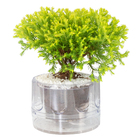 HIDROCULTURA VARIADO P13 PLANTA ORNAMENTAL