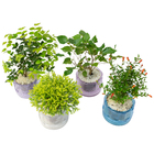 HIDROCULTURA VARIADO P13 PLANTA ORNAMENTAL