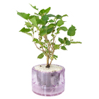 HIDROCULTURA VARIADO P13 PLANTA ORNAMENTAL