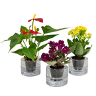 HIDROCULTURA VARIADO P13 PLANTA ORNAMENTAL