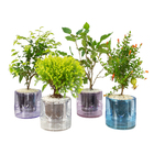 HIDROCULTURA VARIADO P13 PLANTA ORNAMENTAL