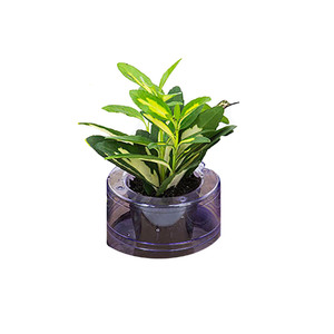 Hidrocultura Ornamental Pote 5 Sortida Planta Natural | Leroy Merlin