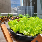 Horta Suspensa - Estrutura Para Plantar