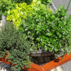 Horta Suspensa - Vaso Jardineira Floreira