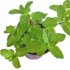 Hortela Miuda PT14 Afonso