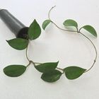 Hoya Carnosa - Muda Flor De Cera