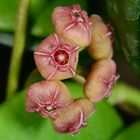 Hoya Heuschkeliana Pink - Muda Flor De Cera