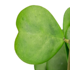 HOYA KERRII C21 SEM FLOR