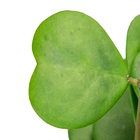 HOYA KERRII C21 SEM FLOR