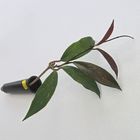 Hoya Pubicalyx Red Button - Muda Flor De Cera