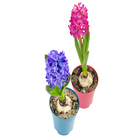 HYACINTHUS P09