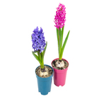 HYACINTHUS P09
