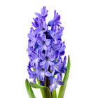 HYACINTHUS P09