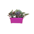 Hypoestes Jardineira 1,1L