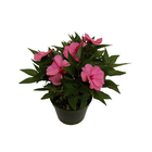 Impatiens Pote 13