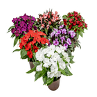 Impatiens Pote 13